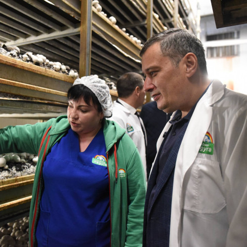 Khinshtein Examined the Work of the Region’s Biggest Mushroom Farm