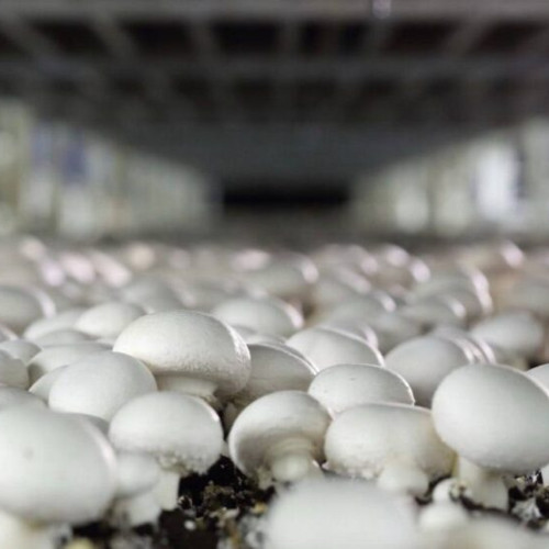 Mushroom Rainbow: A Fruitful Year